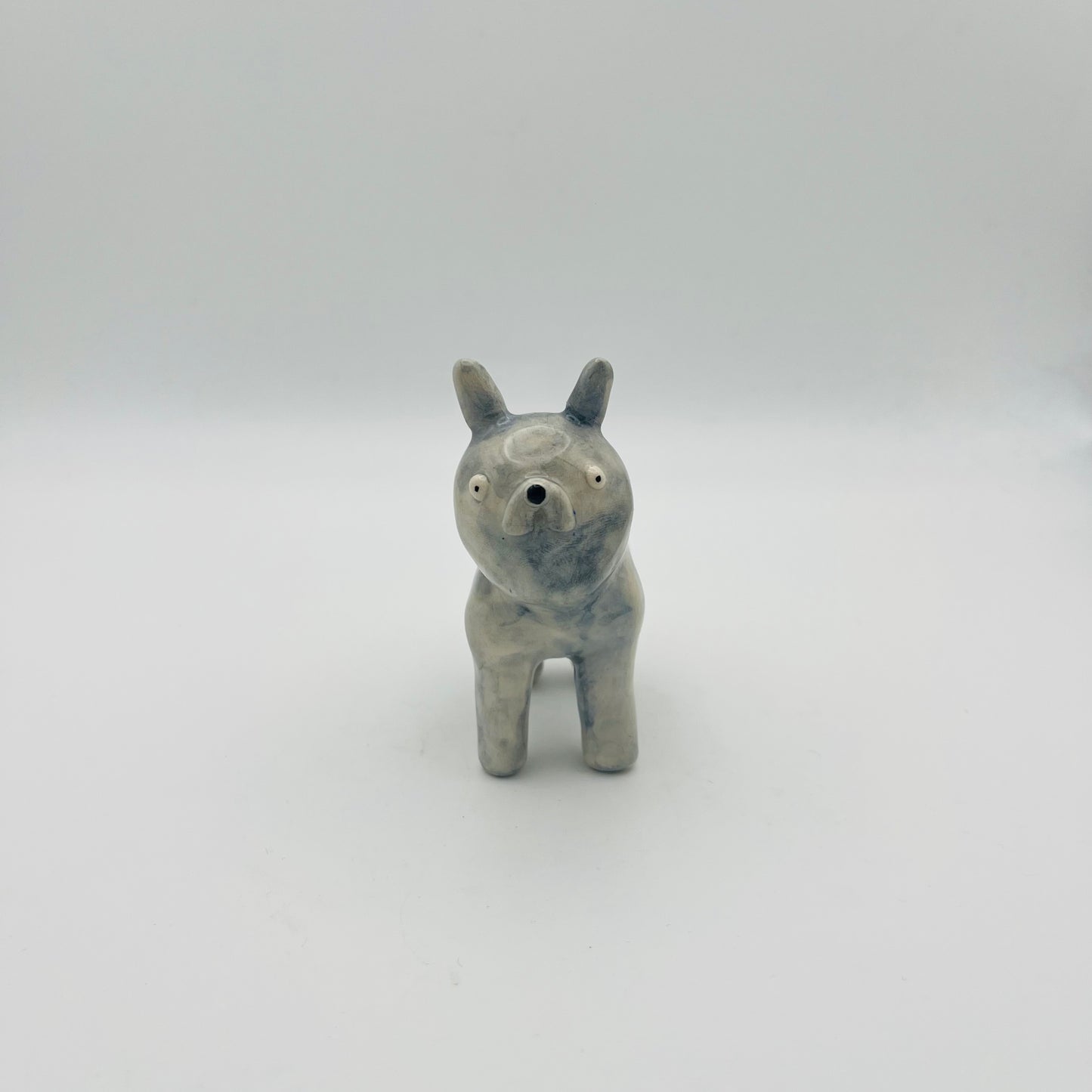 French Bull dog