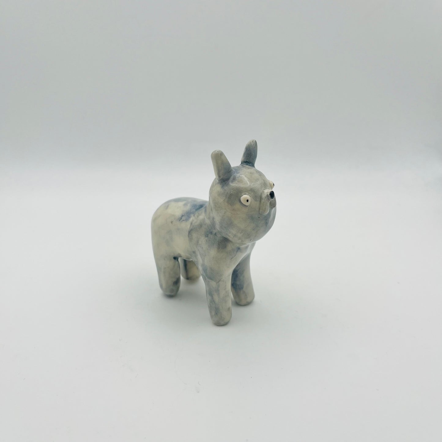 French Bull dog